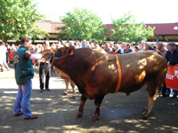 Concurso Exposición de Ganado