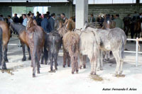 Feria de San Simón